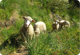 Moutons en liberté.