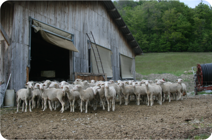 Le troupeau devant la bergerie.