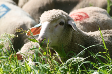 Les moutons au repos.